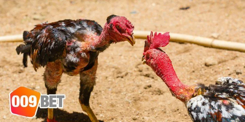 Các giải đấu tổ chức tại trường gà Savan