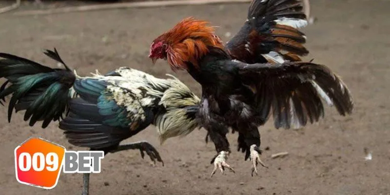 Cách Nuôi Gà Đá Chân Mạnh
