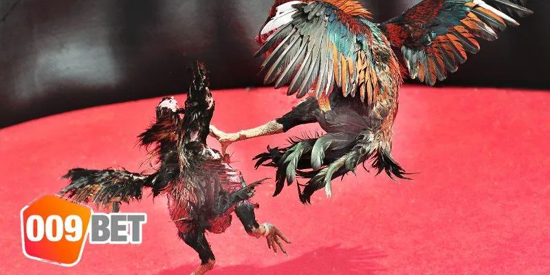 Đặc điểm thú vị về sảnh đá gà 009BET