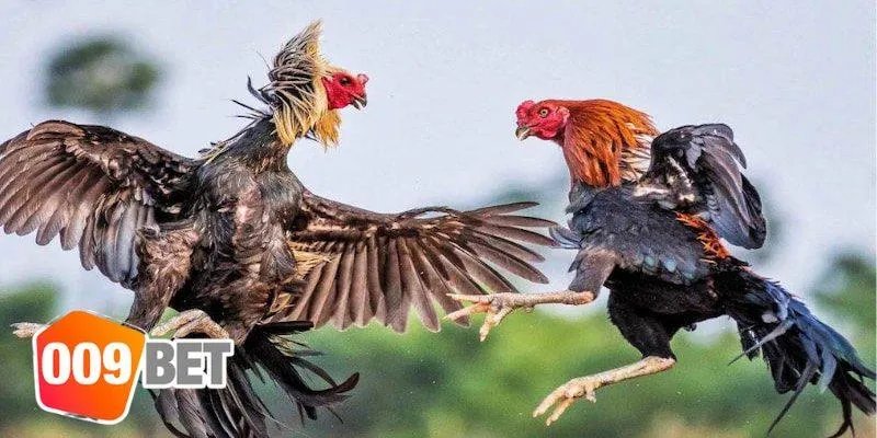 Hướng dẫn chi tiết cách chăm gà đá chân khỏe