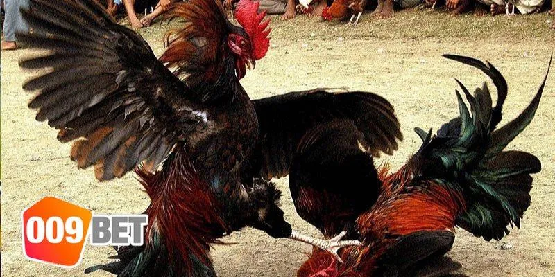 Hướng dẫn chọn gà đá "khủng" cho bet thủ