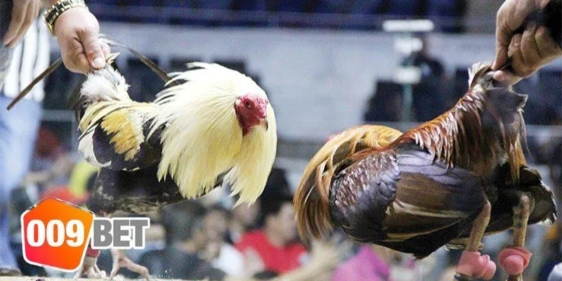 Kinh nghiệm đá gà nòi từ bet thủ chuyên nghiệp