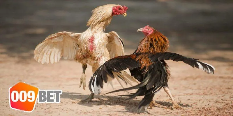 Kinh nghiệm từ bet thủ kỳ cựu trong việc nuôi gà