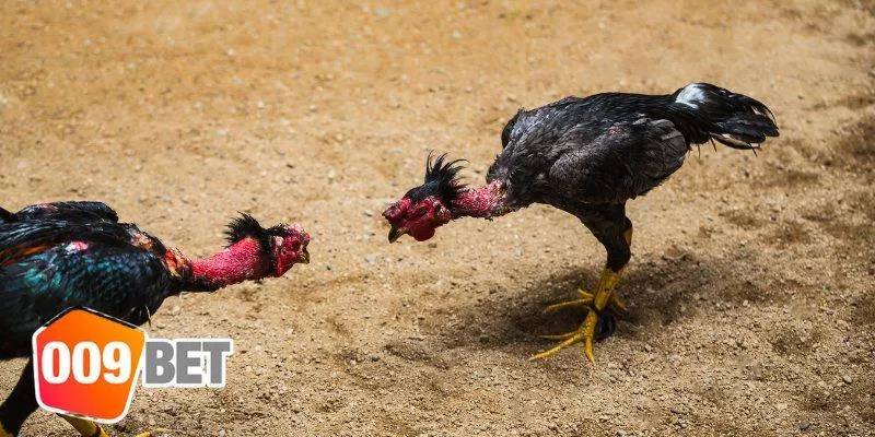 Một số thông tin về kinh nghiệm đá gà nòi
